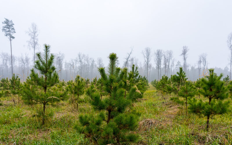 Newly planted young pine forest, reforestation concept