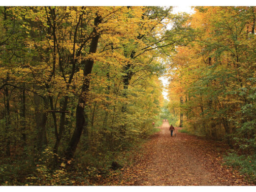 Spazieren im Wald Grafik