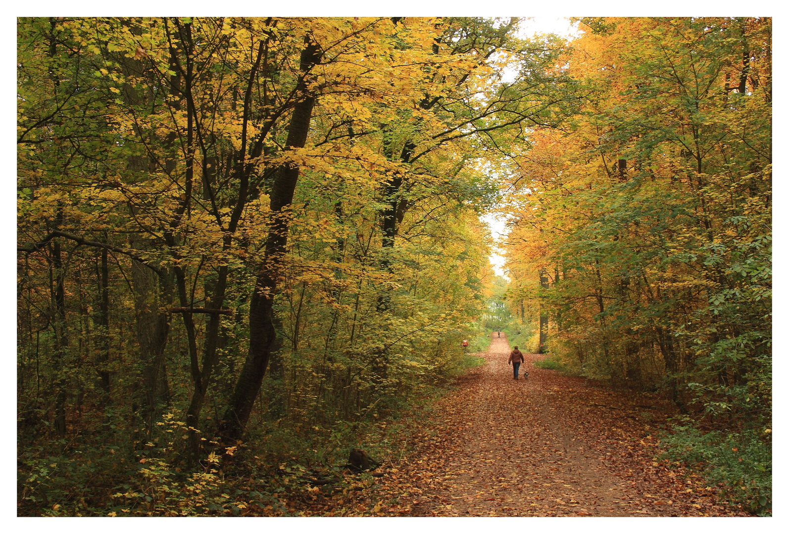 Spazieren im Wald Grafik